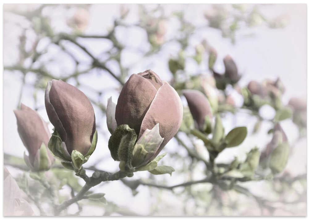 Delicate Magnolia Buds