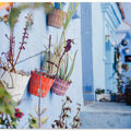 Potted Florals In Chefchaouen