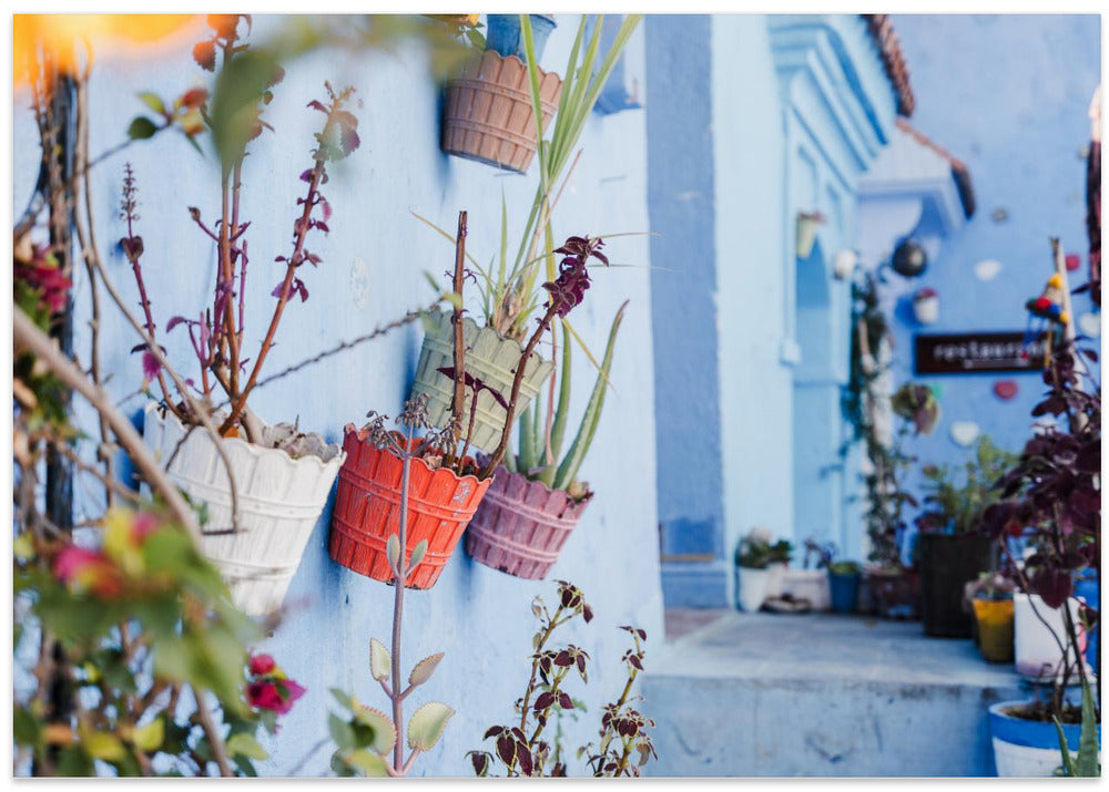Potted Florals In Chefchaouen