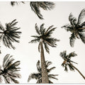 “Palm Skyview”