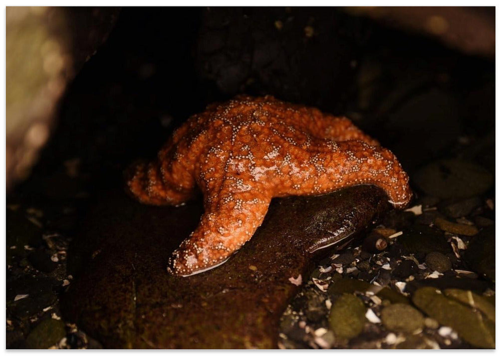 Crescent City Starfish