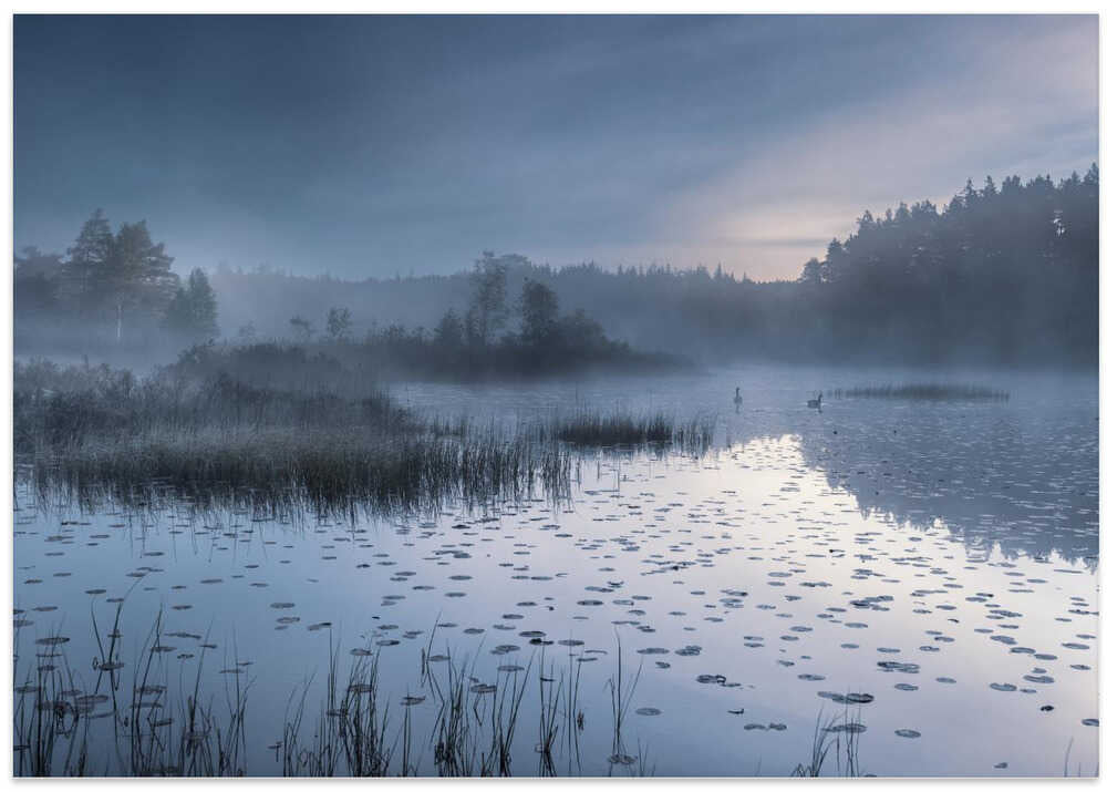 The light owns the morning