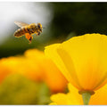 The Pollinator’s Promise