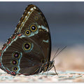 Morpho peleides