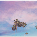 Pastel Palm Trees