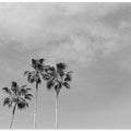 Black and White Palm Trees