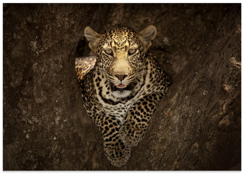 Leopard Resting on a Tree at Masai Mara