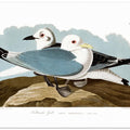 Kittiwake Gull