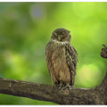Brown fish owl