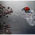 Ladybird on hydrangea.