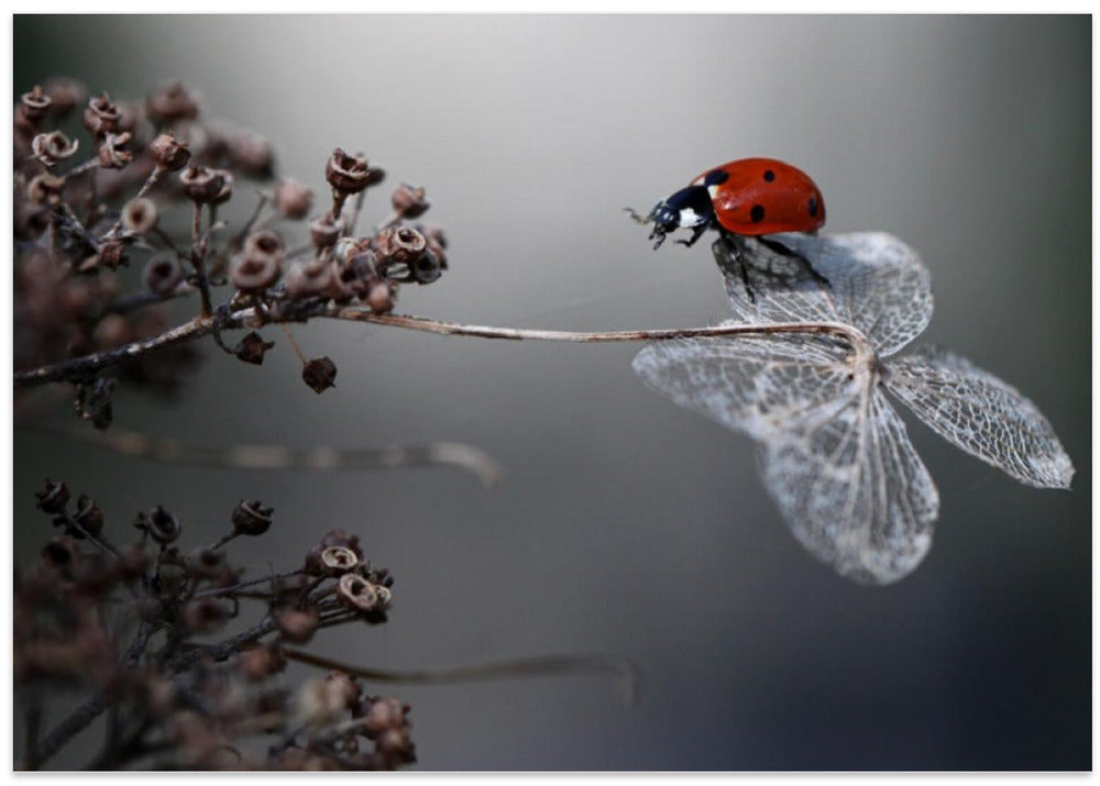 Ladybird on hydrangea.