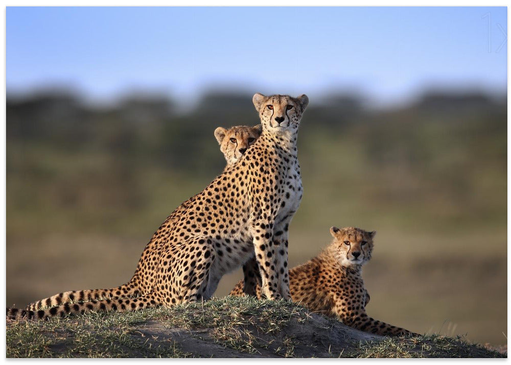 Cheetahs Family