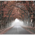 Autumn Tunnel