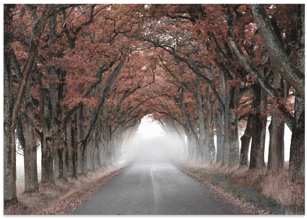 Autumn Tunnel