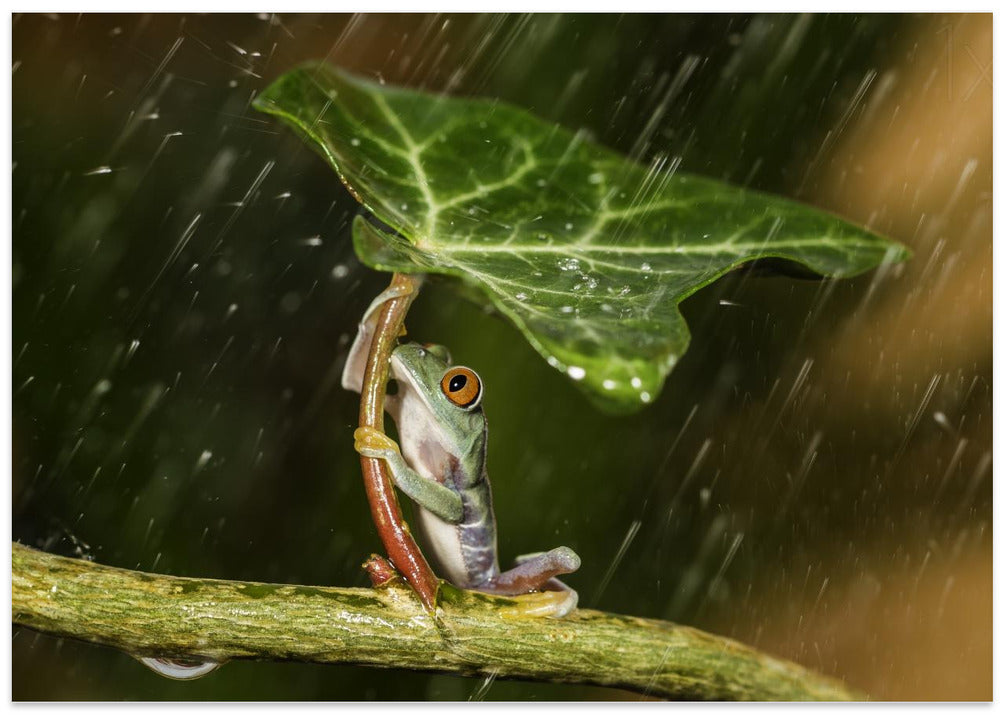 Ohh Noo :( It's Raining