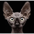 Sphynx Cat