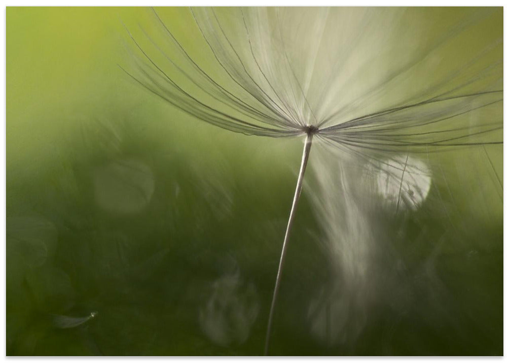 Shadows in the green
