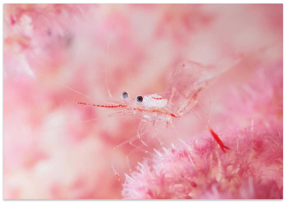 Glamour shrimp