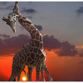 girafes at sunset