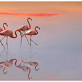 flamingos family