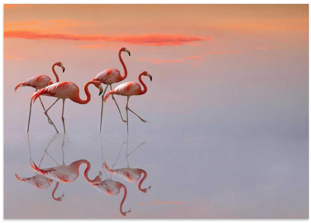 flamingos family