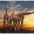 girafes meeting