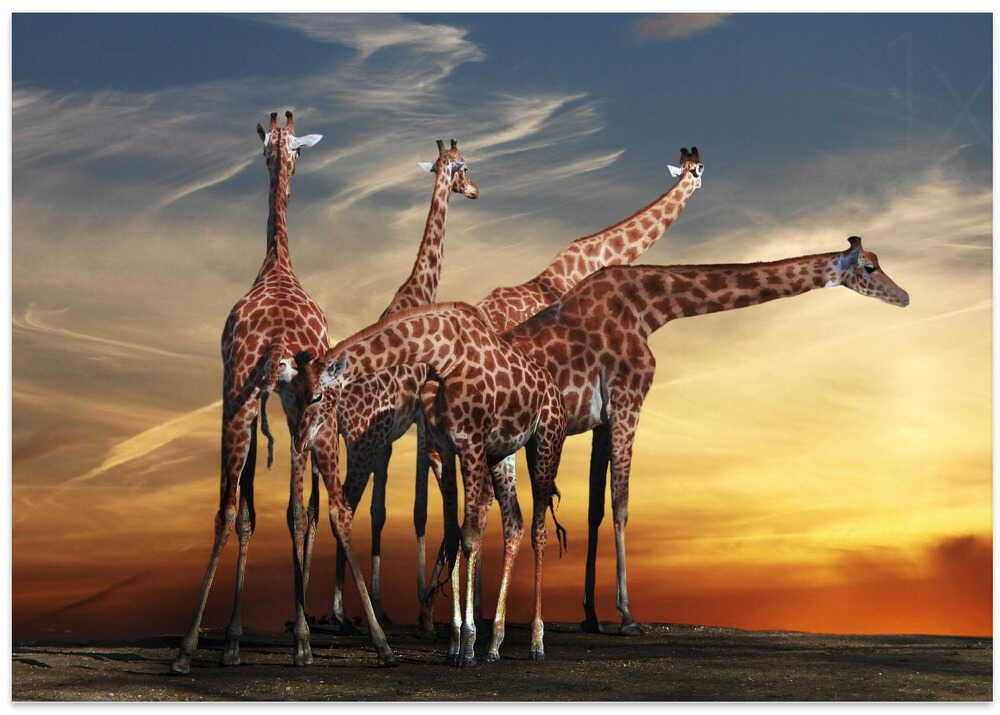 girafes meeting