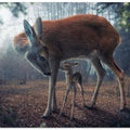 Mother and Fawn