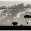 Silhouettes of Mara
