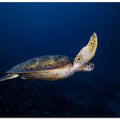 Green Turtle