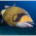 Triggerfish