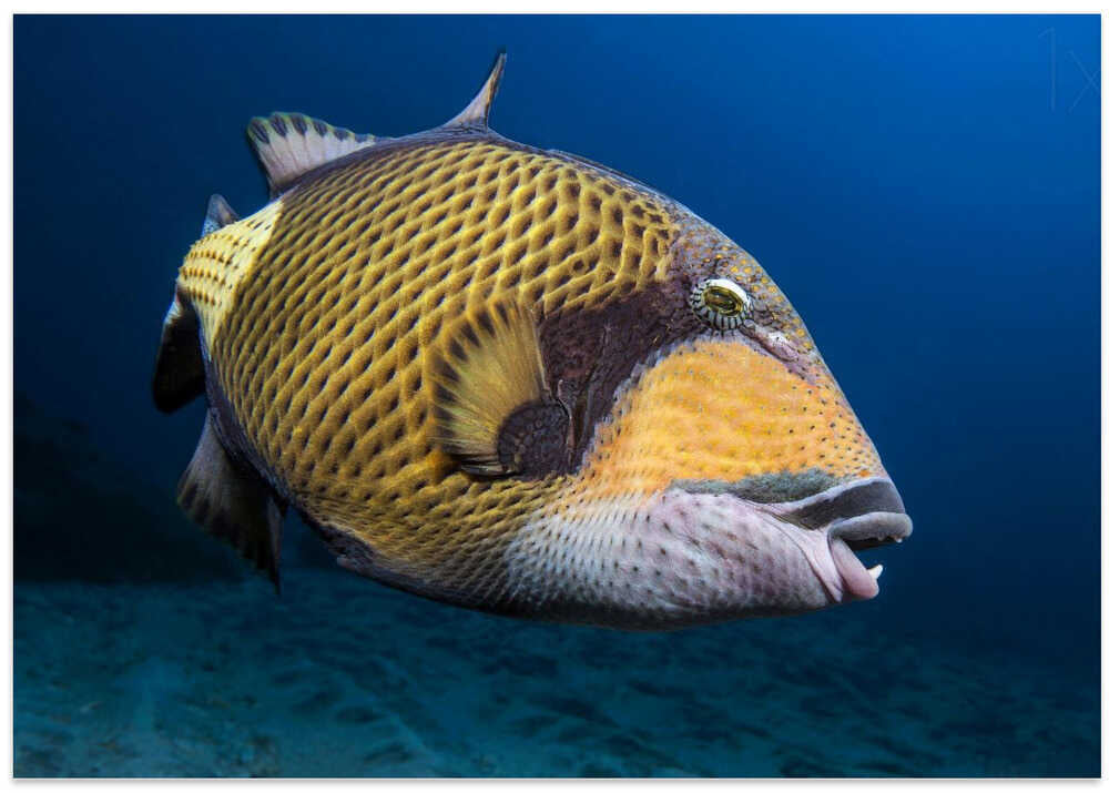 Triggerfish