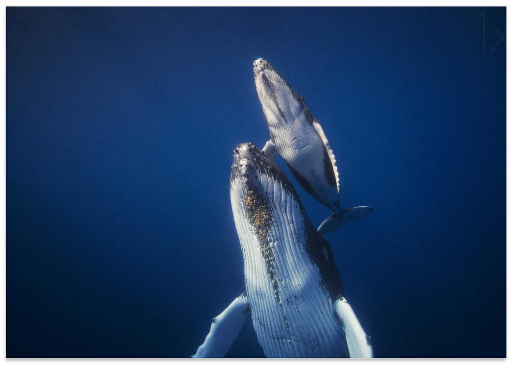 Come back to the surface