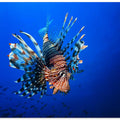 Lionfish