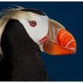 Tufted Puffin