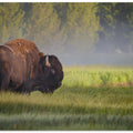 Bison in Morning Light