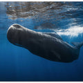 Sperm whale