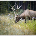 The Elk