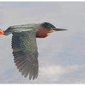 Little Green Heron