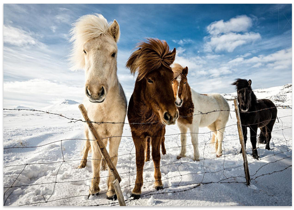 Icelandic Hair Style