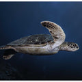 Marine life: Green Turtle
