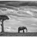 Elephant Landscape