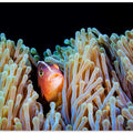 Clownfish