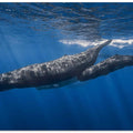 Sperm whale family