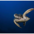 Green Turtle