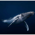 Humpback whale in blue