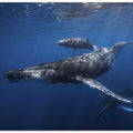 Humpback whale family's