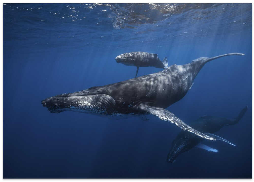 Humpback whale family's