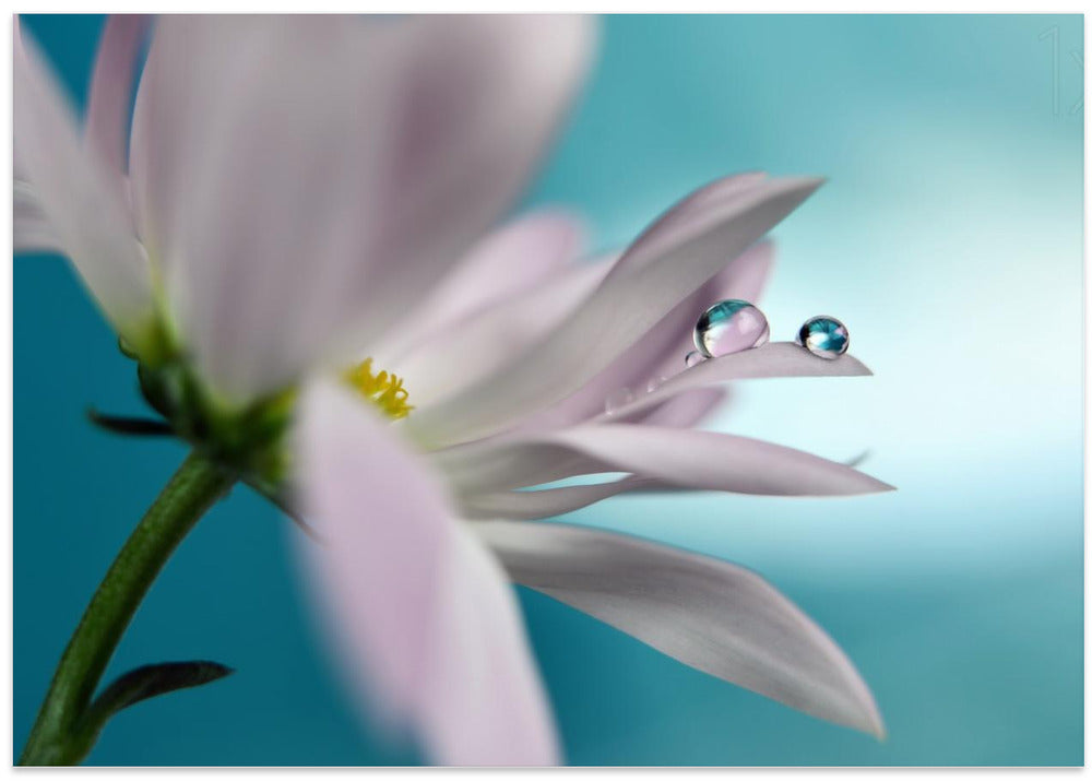 In turquoise Company