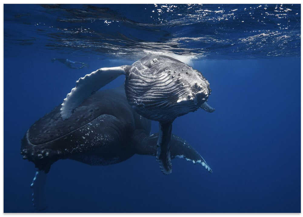 Humpback Whale family